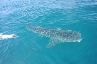 whale shark tagging