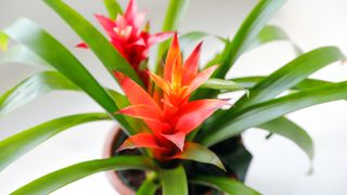 Bromeliad