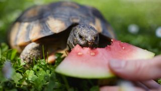 Turtle eating watermelon