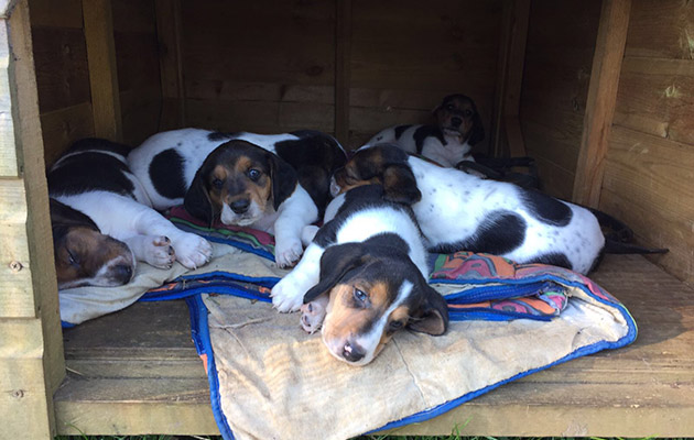 2 Basset puppies