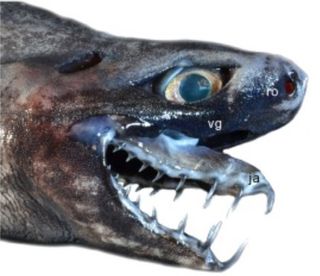 The head and protruded jaws of Trigonognathus kabeyai