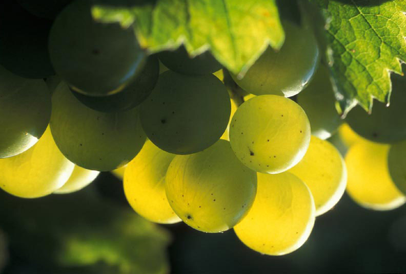 Picking Sauvignon Blanc