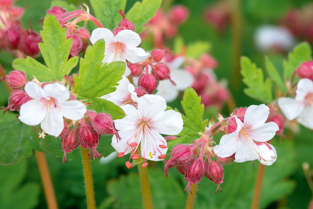 Geranium macrorrhizum ‘Album’: a favourite with Beth Chatto.