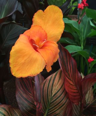 orange flowers and variegated foliage of canna lily