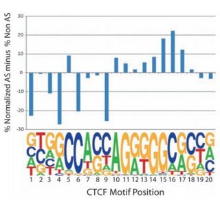 Representation of allele-specific and non–allele-specific SNPs across the CTCF binding motif (17). The y axis indicates the difference between the two as a percentage of normalized total SNPs. Higher bars indicate an increased representation of allelespecific SNPs relative to other positions, which tends to occur at conserved positions.