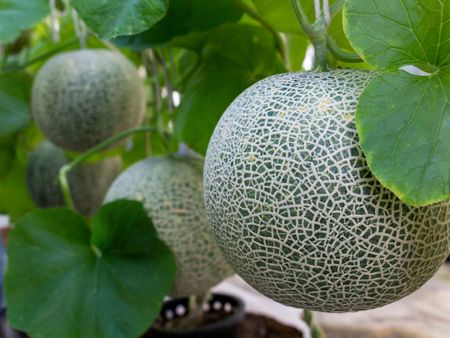 Cantaloupes On Tree