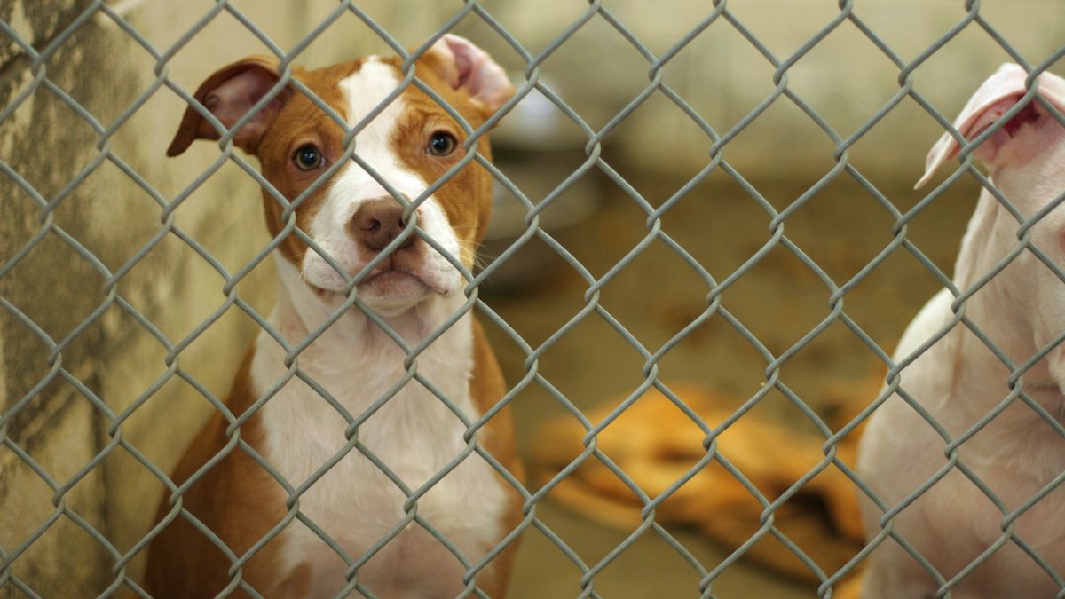 Dog awaiting adoption at shelter