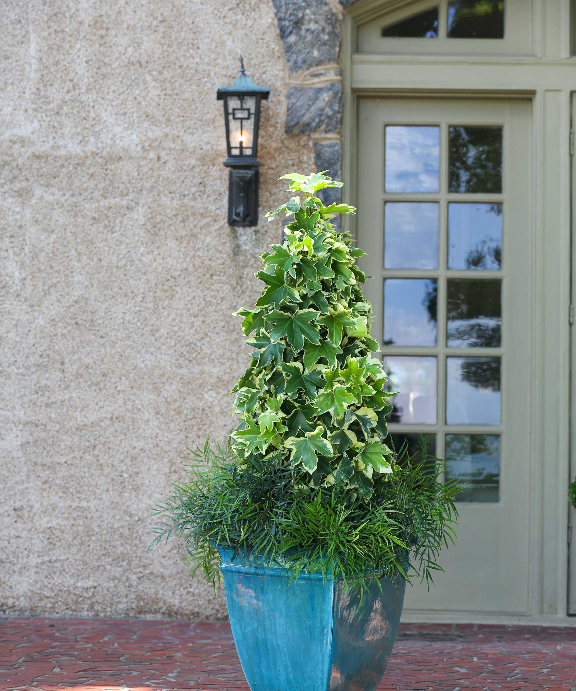 ‘Angyo Star’ fatshedera and ‘Soft Caress’ mahonia in container