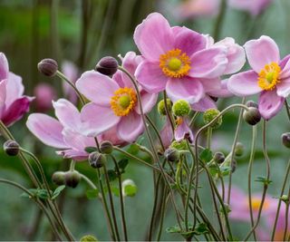 Anemone flowers