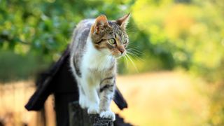 Tabby and white cat roaming outside walking along a wooden fence with a tree behind them.