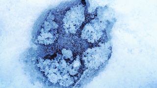 Macro close-up of a single dog paw print in the snow, photographed at an angle from an overhead viewpoint.