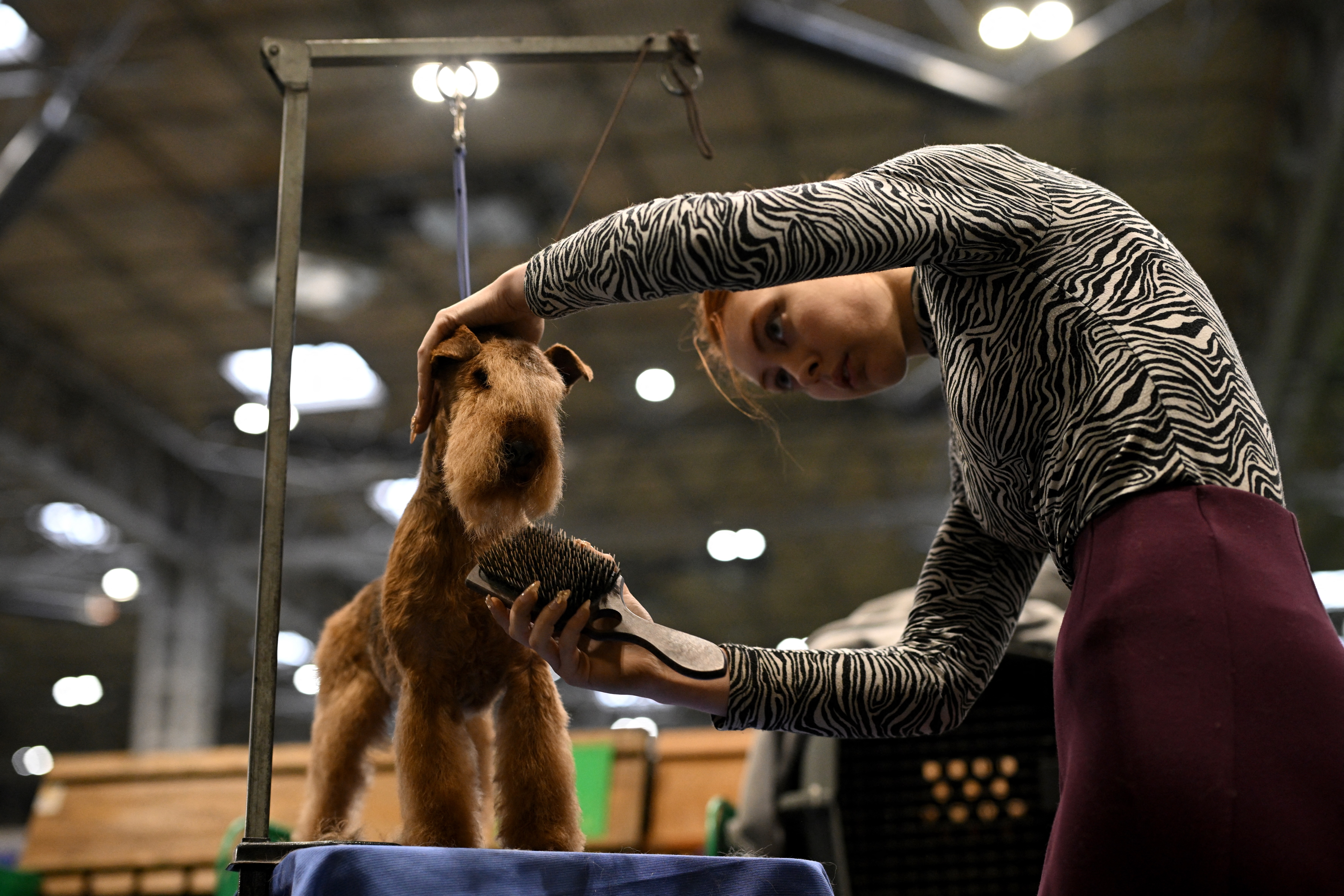 Dogs being groomed at Crufts