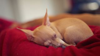 Chihuahua sleeping like a cat