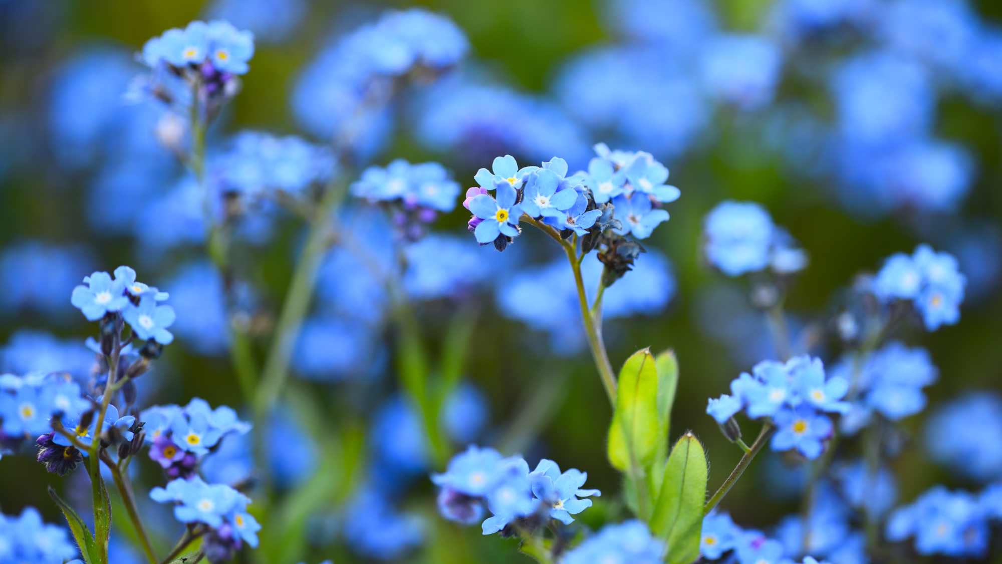 forget me not flowers 