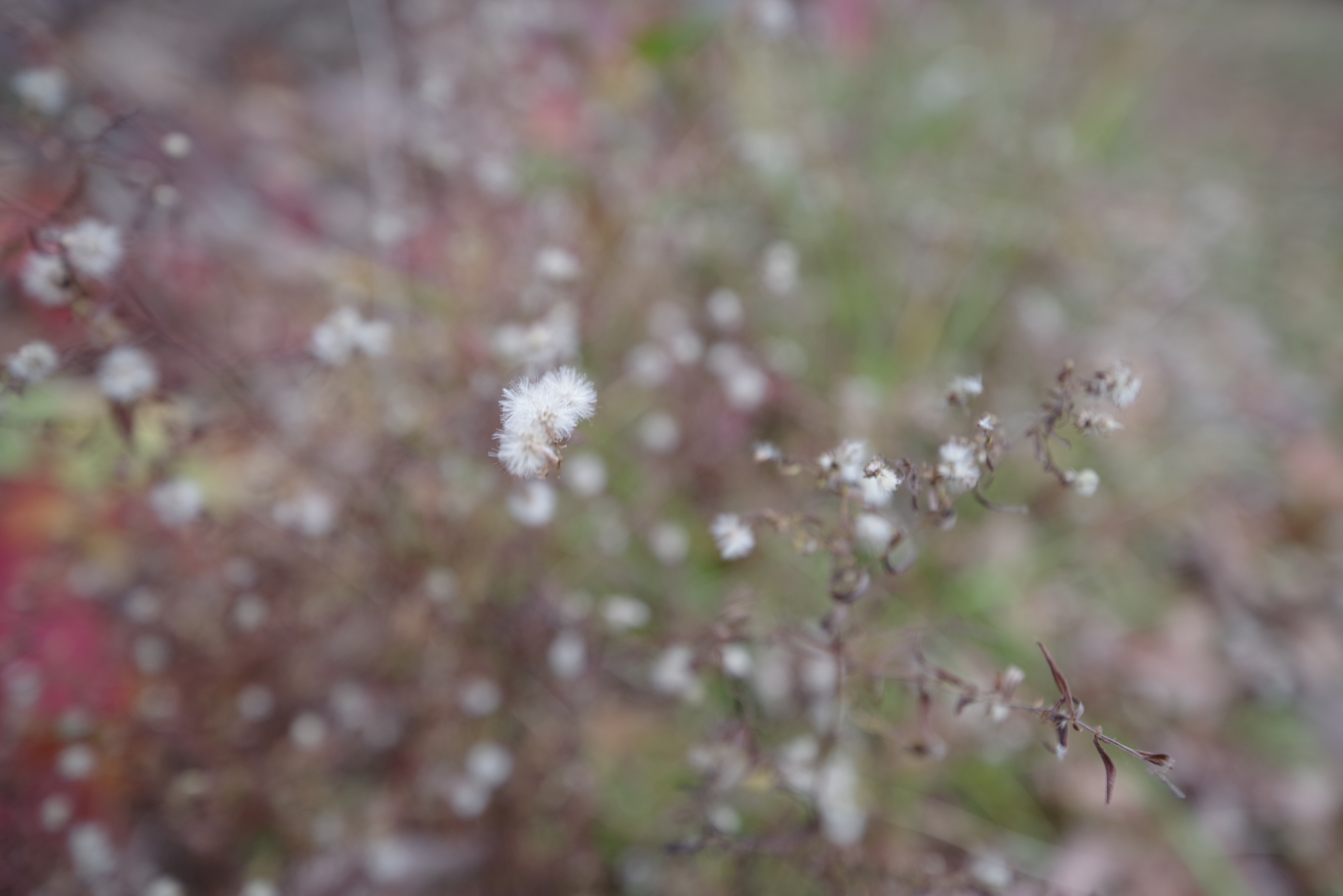 An image shot with the Pentax 15-30mm f/2.8 and the Pentax K-1 Mark II