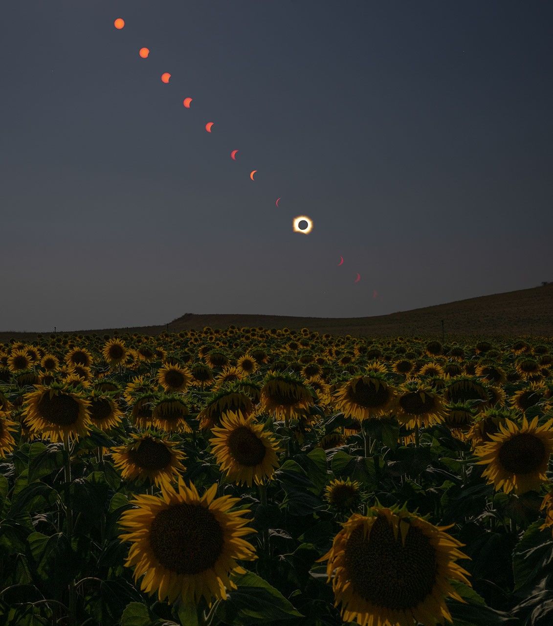 Solar eclipse above field of sunflowers.