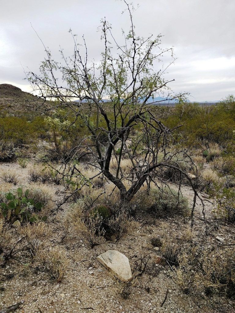 mesquite winter