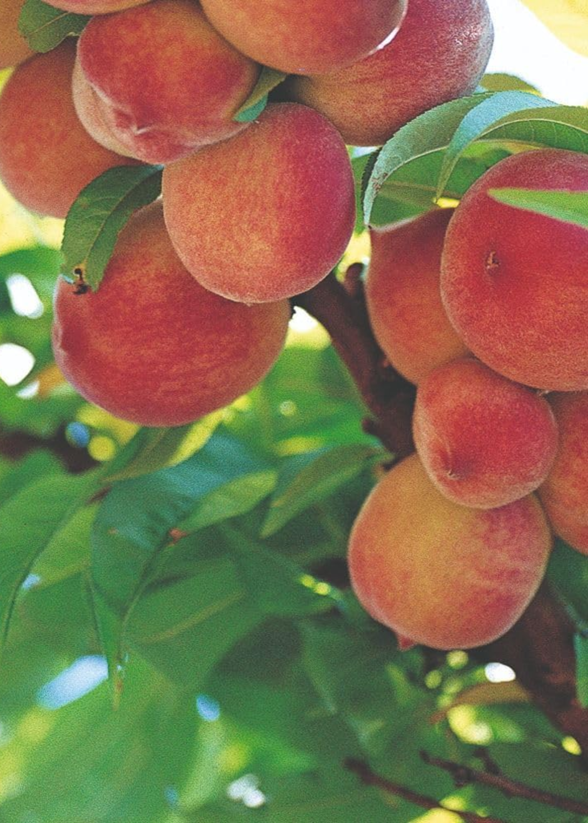 A close-up of a peach tree