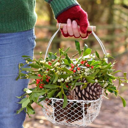 Foraging festive foliage