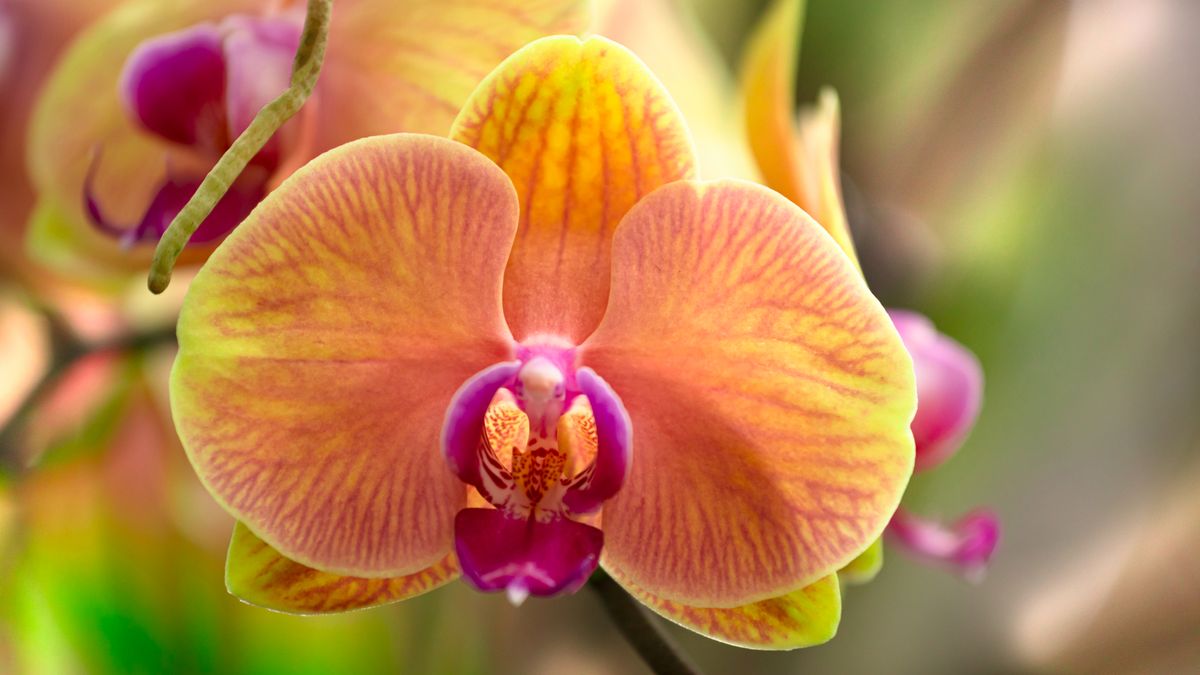 What Orchids Need in August to Keep Blooming Through Fall & Winter – 6 Easy Tasks to Do Now for More Flowers