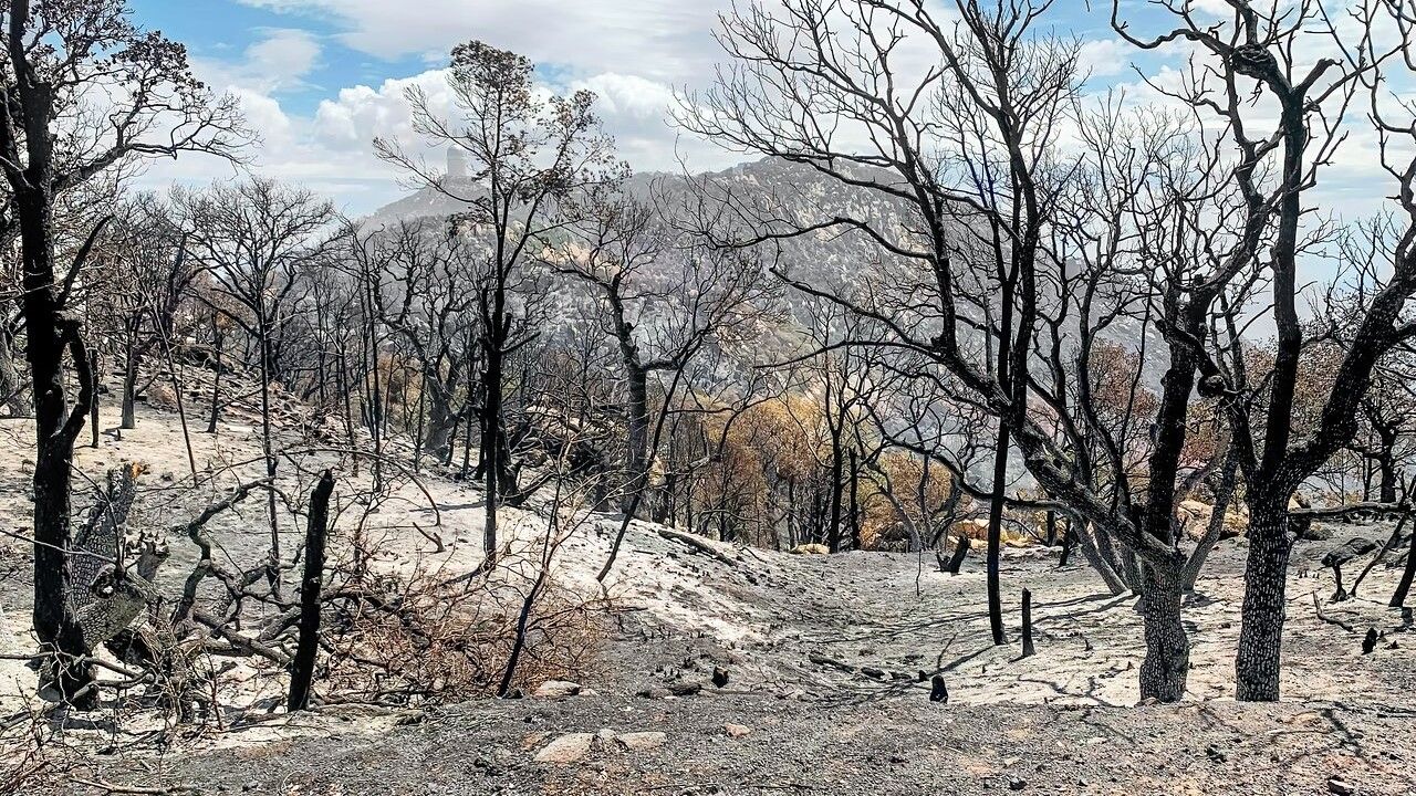 Burned land on Kitt Peak National Observatory's southwest ridge, which hosts four of the facility's telescopes, as seen on June 18, 2022, after the Contreras Fire passed through..