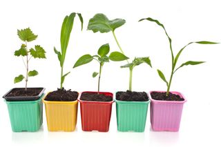 seedlings, plant science, experiments for kids