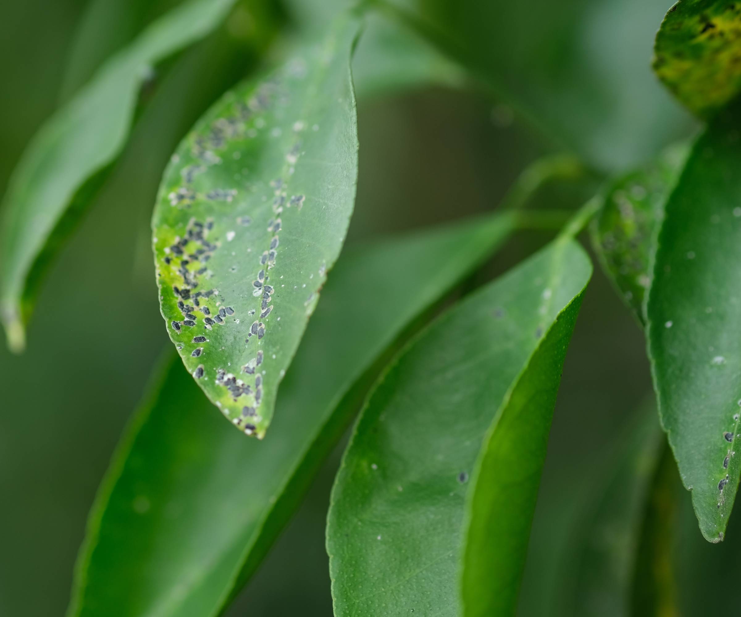 Cercospora leaf spot on pepper plant