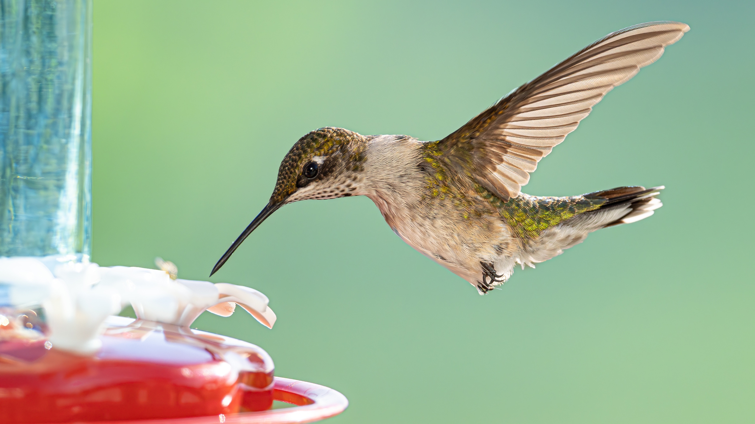 Hummingbird using feeder