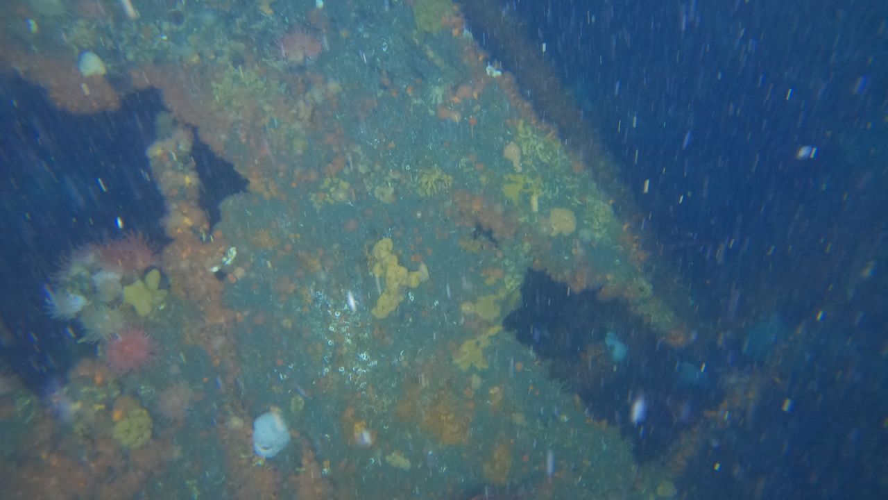 An underwater photo of part of a ship covered in sea life
