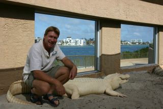 Biologist Joe Wasilewski with an adult albino alligator at Jungle Island (formerly Parrot Jungle), a wildlife attraction in Miami.