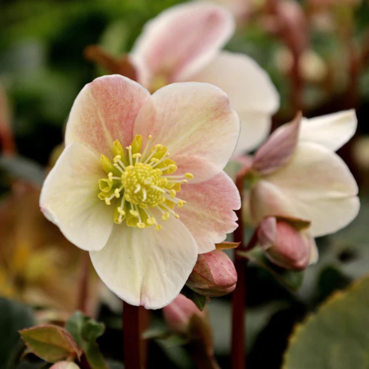 hellebore flower