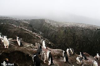 Chinstrap penguins on Saunders Island