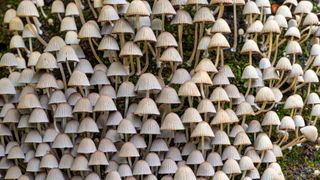 lots of mushrooms growing together