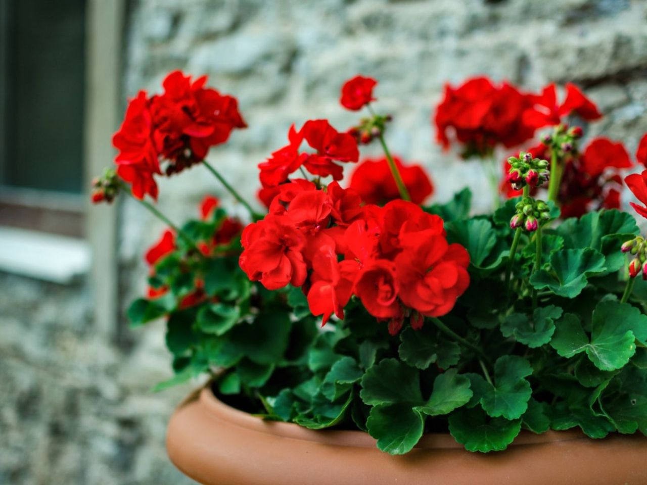 Potted Red Geranium Plant