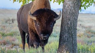 Low-angle view of American bison facing camera