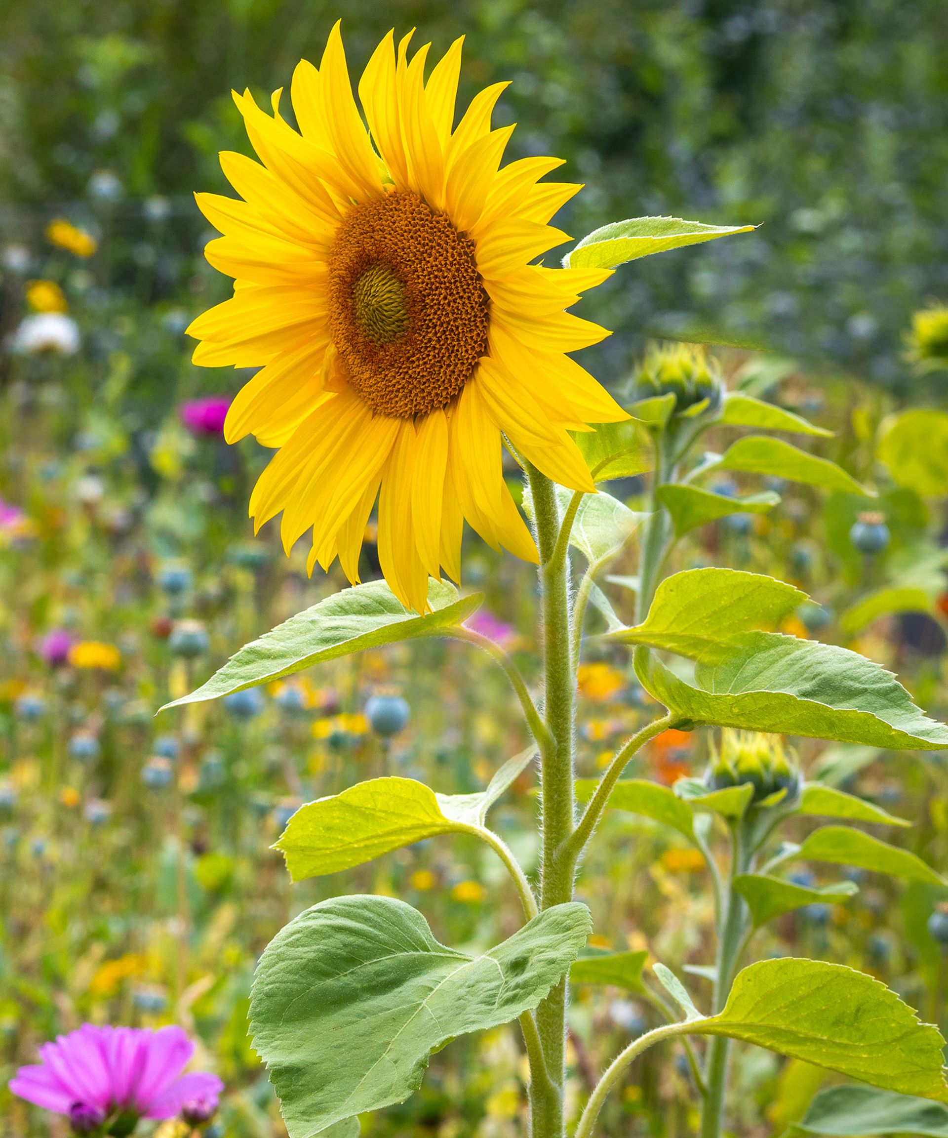 Sunflower swaying on a long stalk in a garden