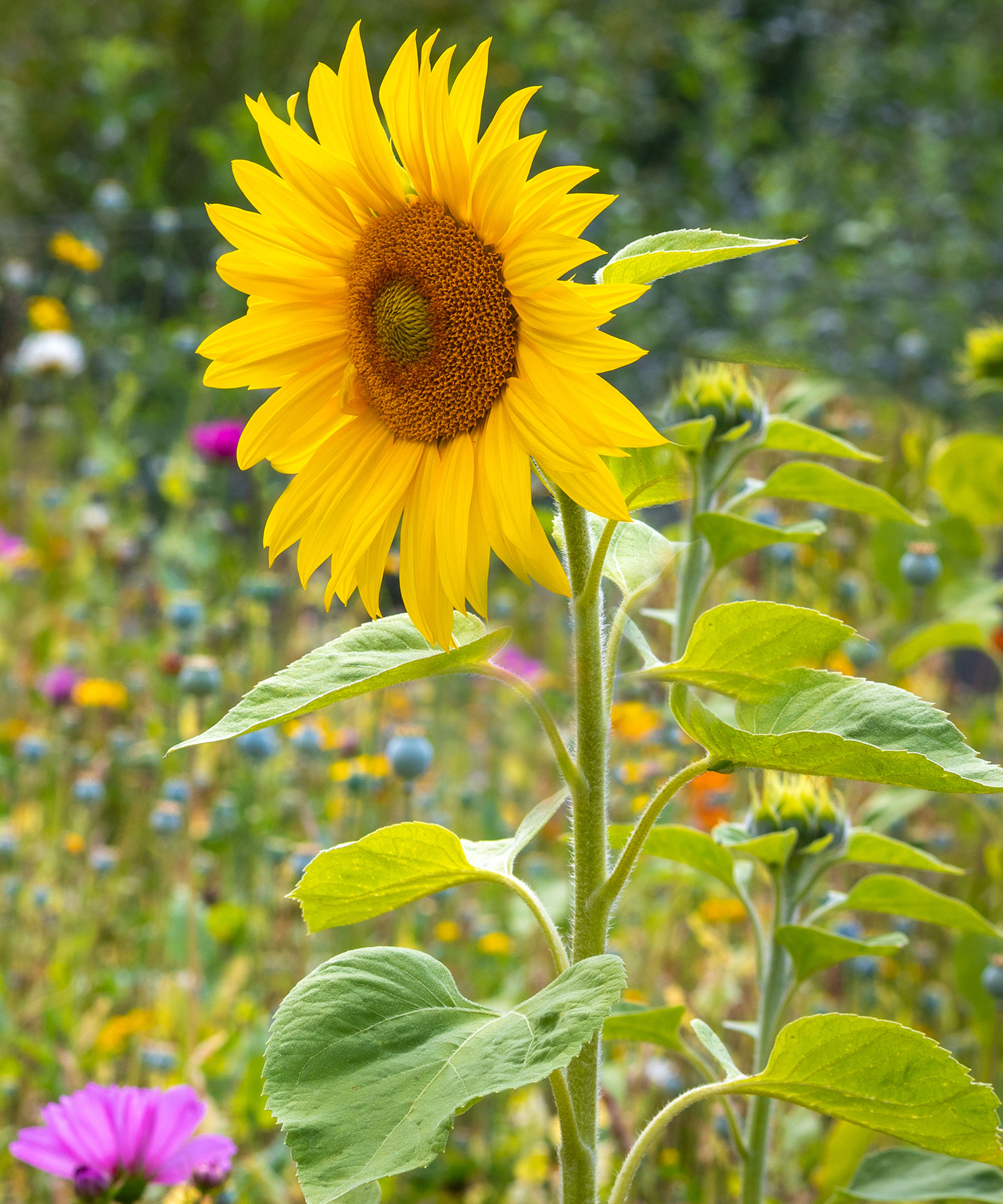 Sunflower swaying on a long stalk in a garden
