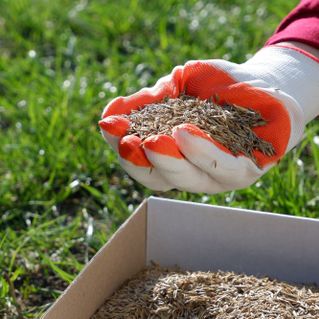 A gloved hand scoops grass seed over a lawn