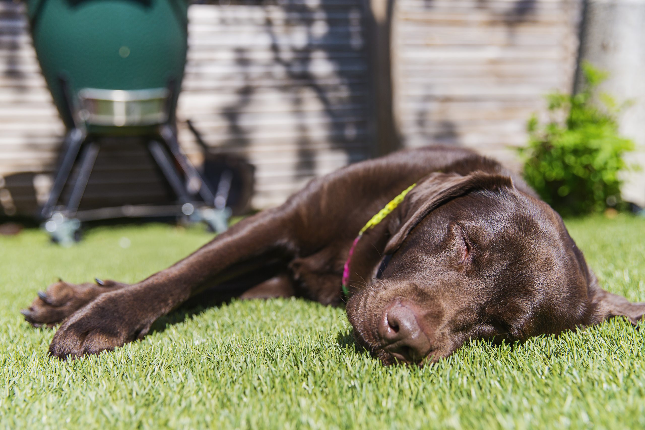 Lidl dog outlet sun lounger