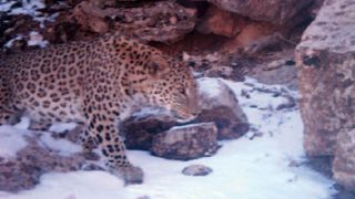 A Persian leopard caught on camera trap by Hana Raza on January 2012