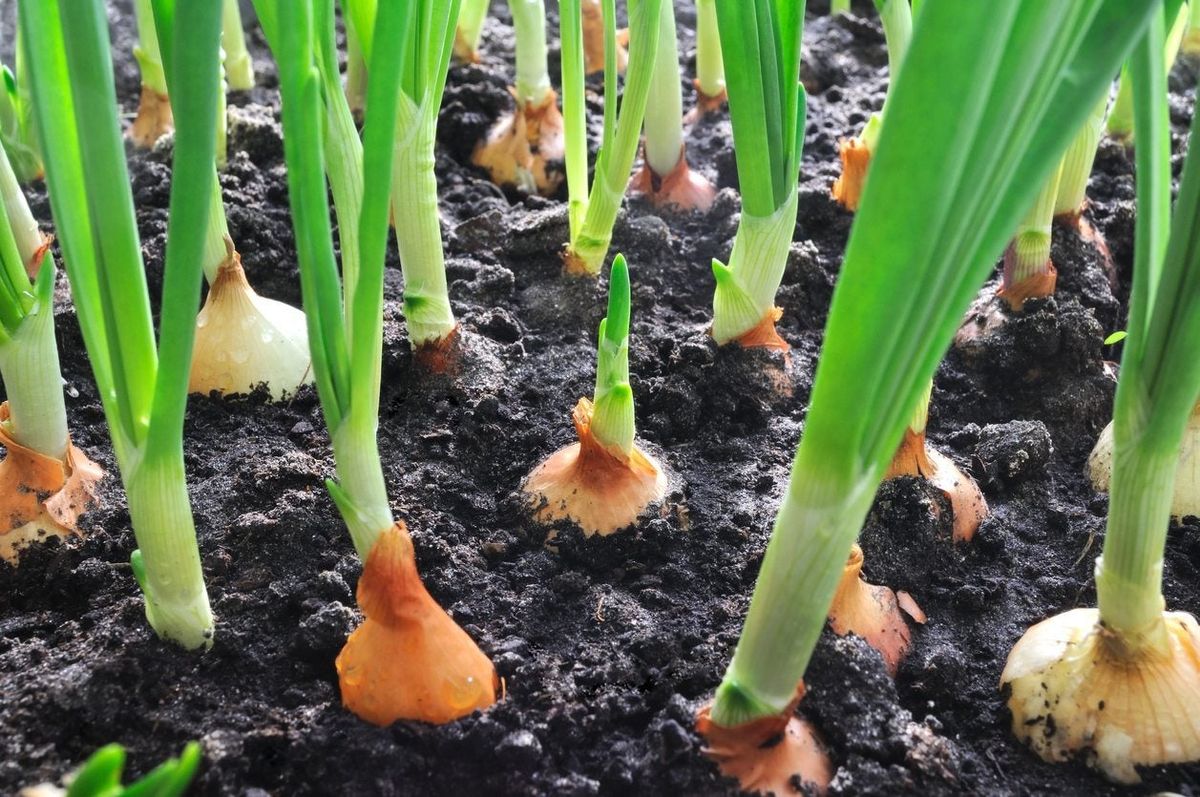 Hot Weather Onions: What Onions Grow Best In Zone 9 Regions