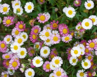 Erigeron karvinskianus