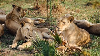 Chada pride of lions in Katavi National Park, Tanzania