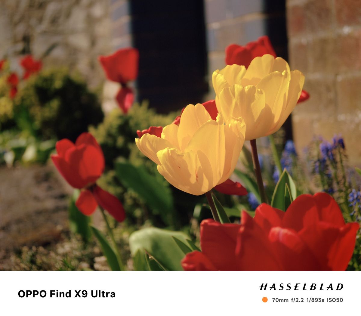 Oppo Find X9 Ultra Sample Photo