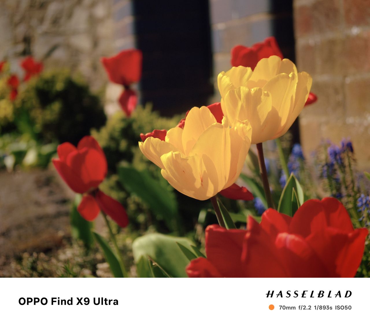 Oppo Find X9 Ultra Sample Photo
