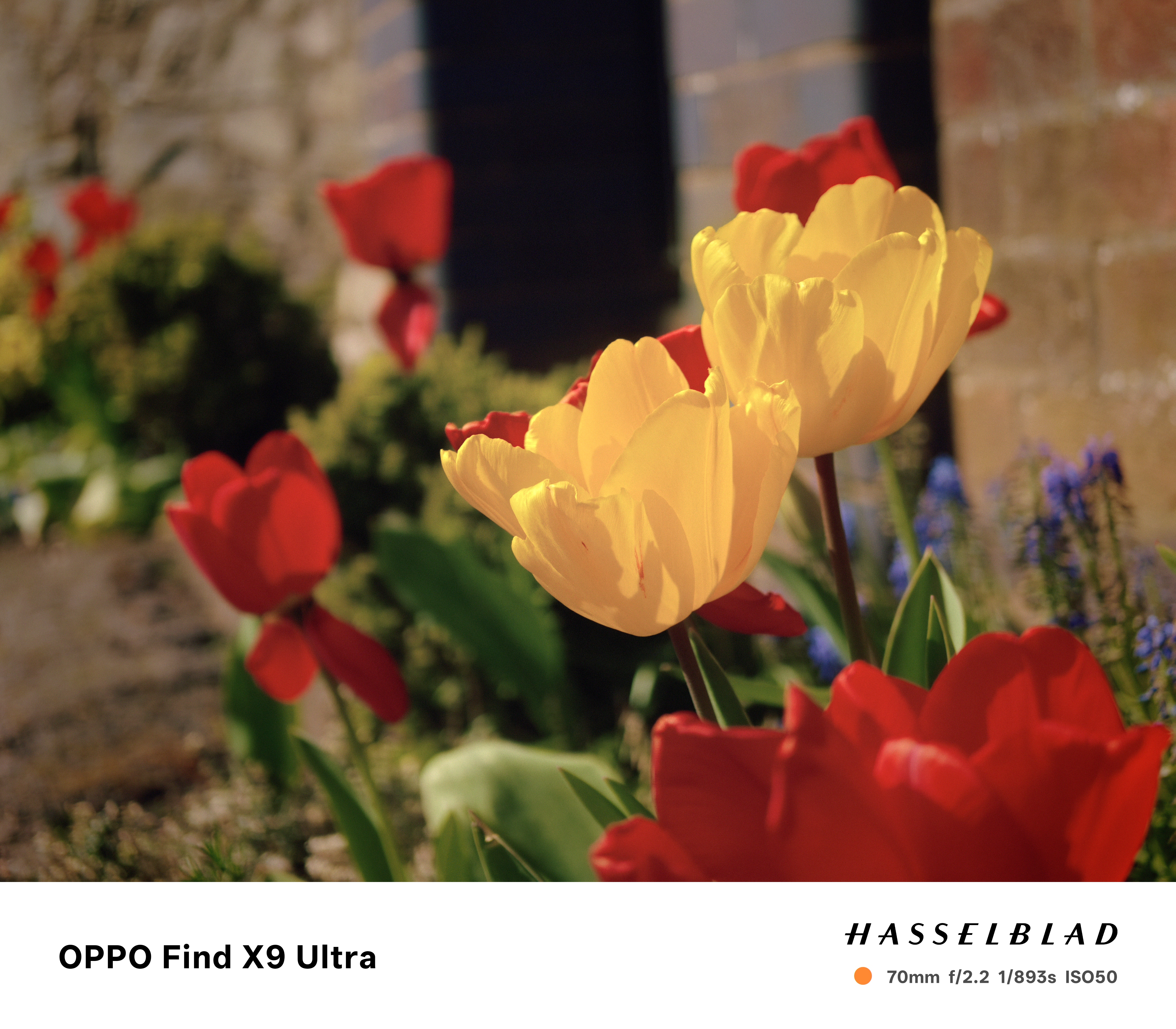 Oppo Find X9 Ultra Sample Photo