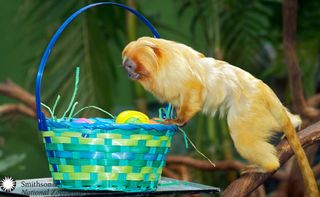 easter at the zoo