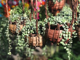 Beautiful green creeper plant in wooven basket (Dischidia nummularia Variegate) - stock photo