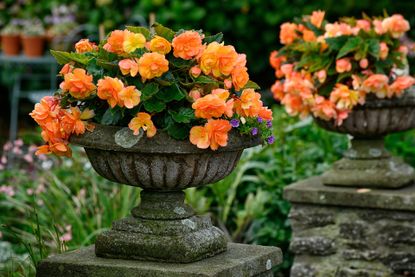 apricot coloured tuberous double flowered begonia growing in a weathered pot
