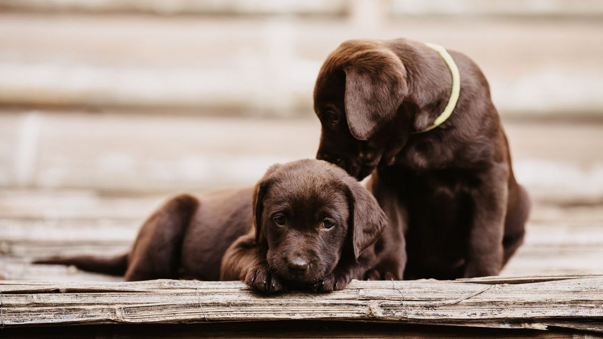 Two Labrador puppies